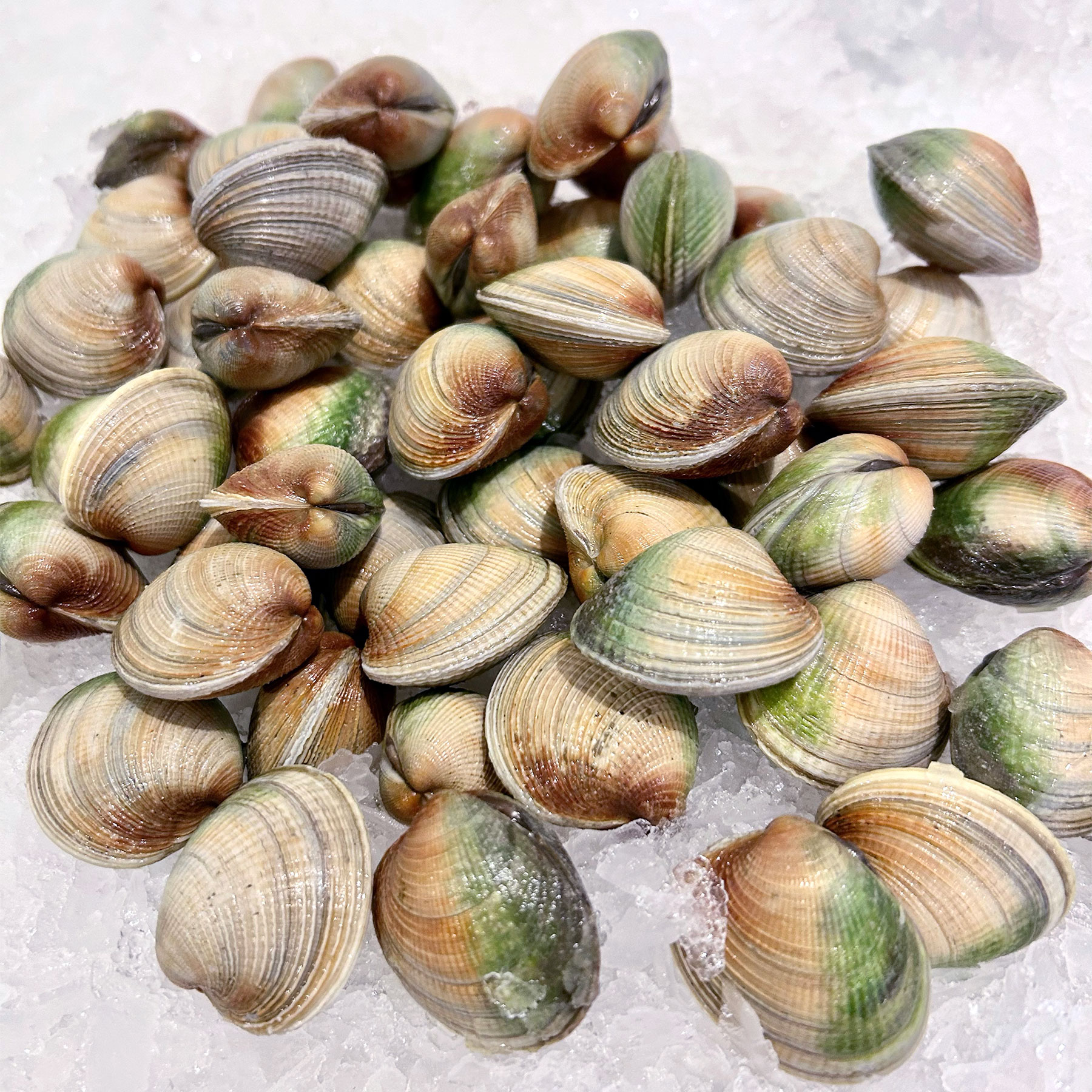 Mar Seafood Cockles NZ - Specialty Shellfish