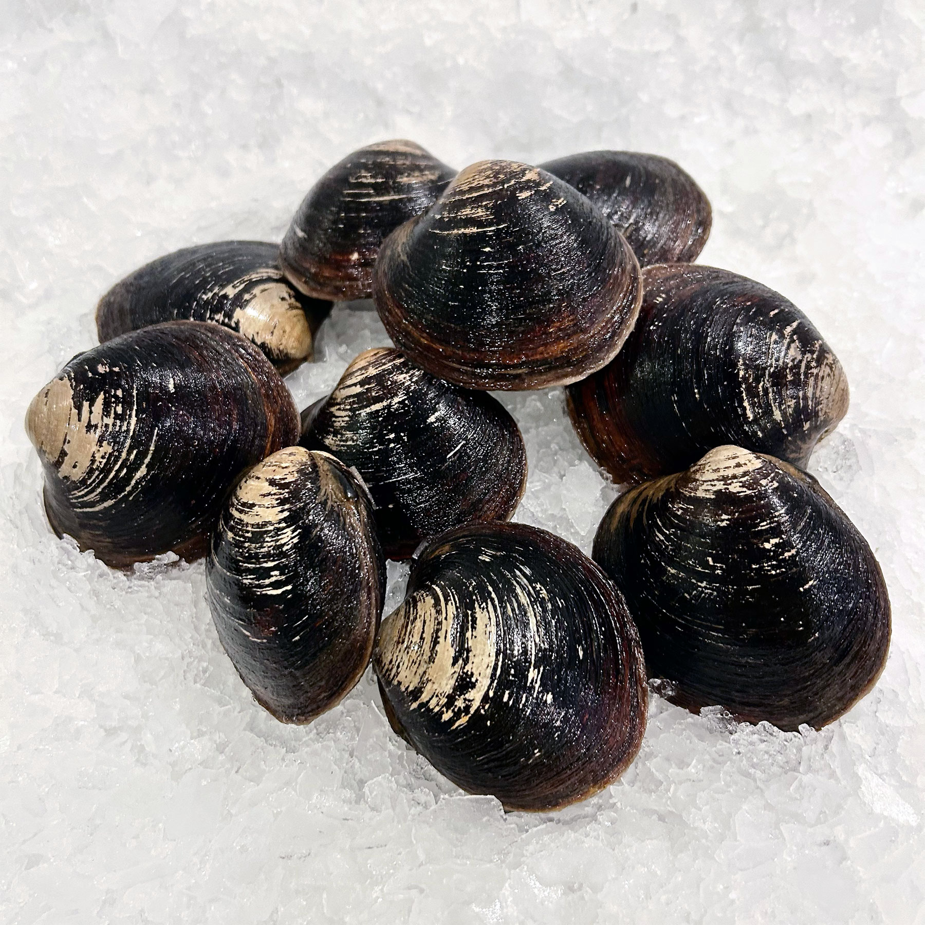 Mar Seafood Mahogany Clams - Specialty Shellfish