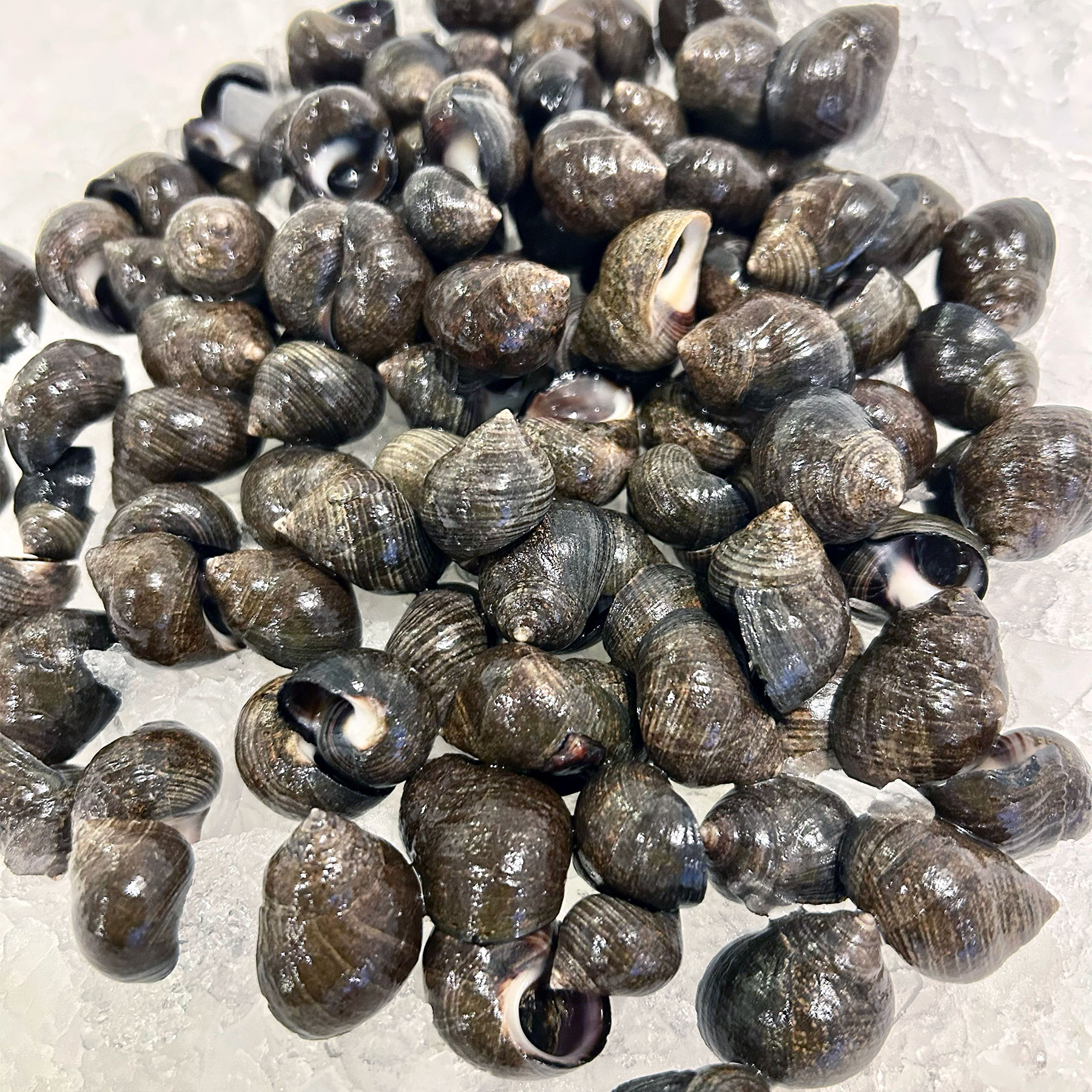 Mar Seafood Periwinkles - Specialty Shellfish